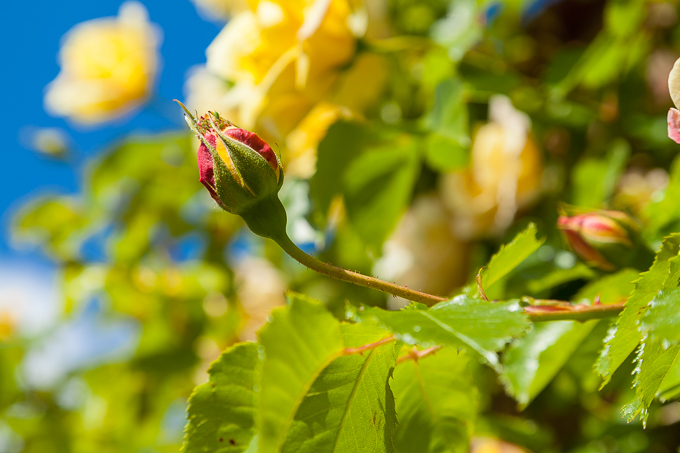 Flowers (21)